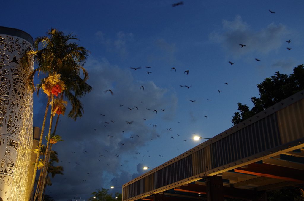 cairns_flying_fox_night_flyout